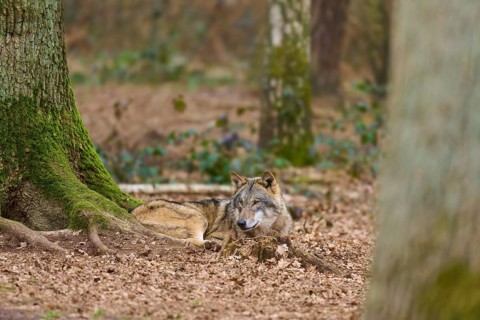 Wolf with attentive gaze sneaks through the autumn forest, close-up of the animal's face, Wolf