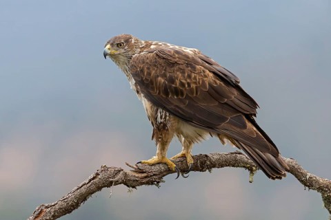 Habichtsadler, Bonelli's Eagle, Hieraaetus fasciatus, Aigle de Bonelli, Águila-azor Perdicera