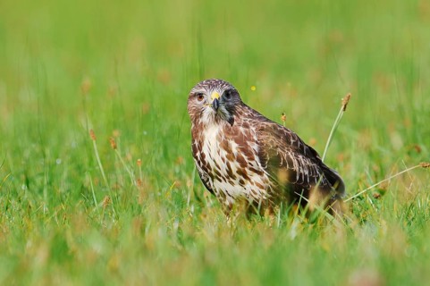 Common buzzard (Buteo buteo) sitting in a meadow, North Rhine-Westphalia, Germany
