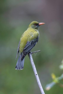 Olive-backed Oriole (Oriolus sagittatus), Victoria, Australia