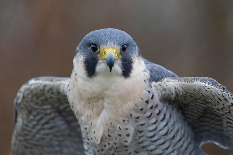Peregrine falcon (Falco peregrinus) adult bird of prey head portrait, England, United Kingdom