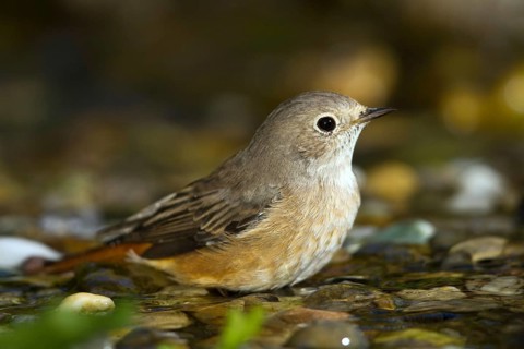 Common Redstart (Phoenicurus phoenicurus) female at little stream, Mecklenburg-Western-Pomerania,