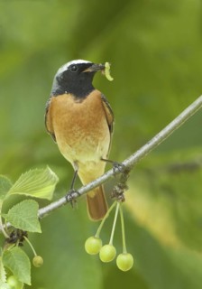 Common Redstart (Phoenicurus phoenicurus) male, Rhineland-Palatinate, Germany