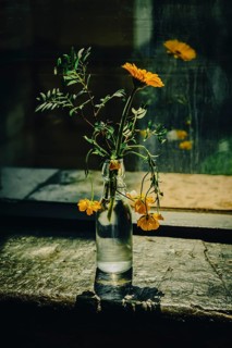 Yellow flowers in a bottle cast shadows on a windowsill