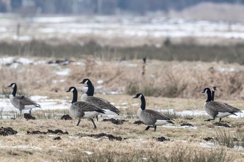 Canada geese (Branta canadensis), Lower Saxony, Germany