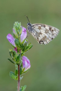 Checkerspot butterfly (Melanargia galathea), Bad Münstereifel, North Rhine-Westphalia, Germany