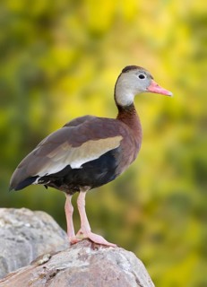 Black-bellied Whistling Duck (Dendrocygna autumnalis), Arizona, USA