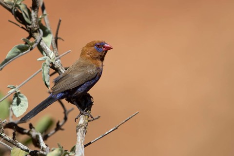 Purple Grenadier (Uraeginthus ianthinogaster) male, perched on a branch, Oromia, Ethiopia