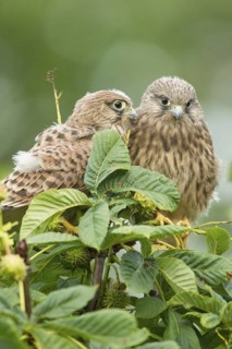 Common Kestrel (Falco tinnunculus) juvenile, Rhineland-Palatinate, Germany