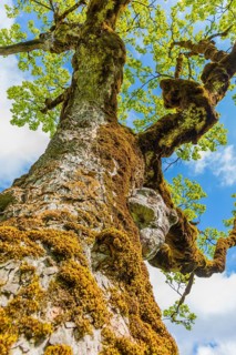 Nature conservancy area Grosser Ahornboden. Sycamore maple trees, Acer pseudoplatanus, in