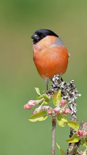 Bullfinch (Pyrrhula pyrrhula) male sitting on a branch with apple blossoms (Malus domestica),