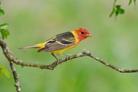 Western Tanager (Piranga ludoviciana) male, Texas, USA