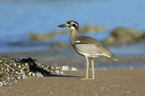 Beach Stone-curlew (Esacus magnirostris), Queensland, Australia