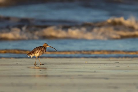 Eurasian curlew (Numenius arquata) adult wading bird walking on a beach, Norfolk, England, United