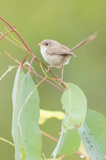 Red-backed Fairywren (Malurus melanocephalus) perched on a branch in eastern Australia