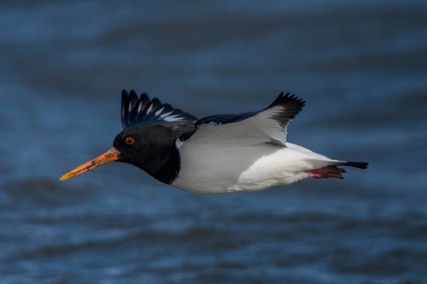 Eurasian Oystercatcher (Haematopus ostralegus) flying, Schleswig-Holstein, Germany