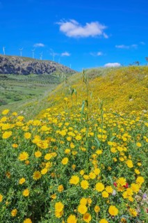 Wild flowers blooming and in the background wind turbines, Realmonte, Agrigento, Sicily, Italy