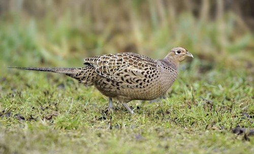 Common Pheasant (Phasianus colchicus) female, British Columbia, Canada