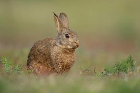 Rabbit (Oryctolagus cuniculus) adult bunny animal yawning in grassland in summer, Suffolk, England,
