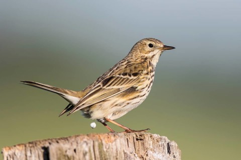 Meadow Pipit (Anthus pratensis) perched on pale, North Rhine-Westphalia, Germany