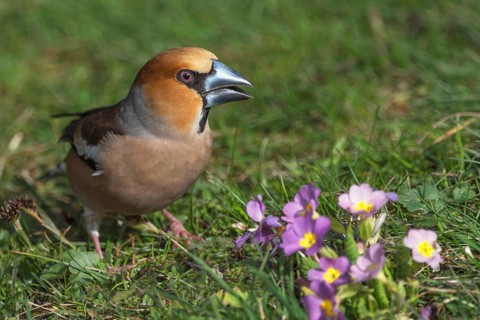 A male hawfinch (Coccothraustes coccothraustes) foraging in a meadow next to purple primroses,