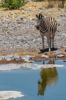Plains zebra at a waterhole in Etosha National Park, Namibia