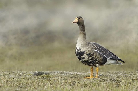 Greater White-fronted Goose (Anser albifrons), Alaska, USA