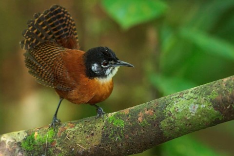 Bay Wren (Thryothorus nigricapillus) perched on a branch in Costa Rica