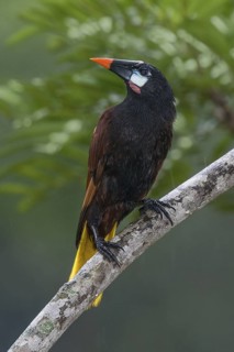 Montezuma Oropendola (Psarocolius montezuma), Costa Rica
