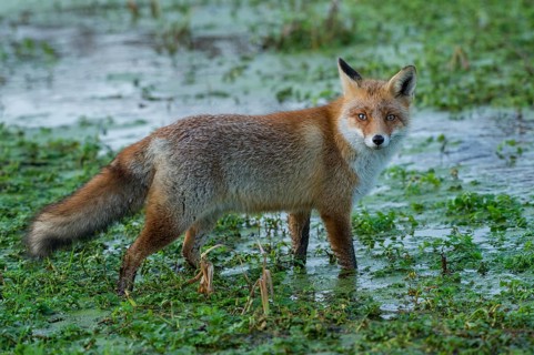Red Fox (Vulpes vulpes) adult standing in water, Netherlands