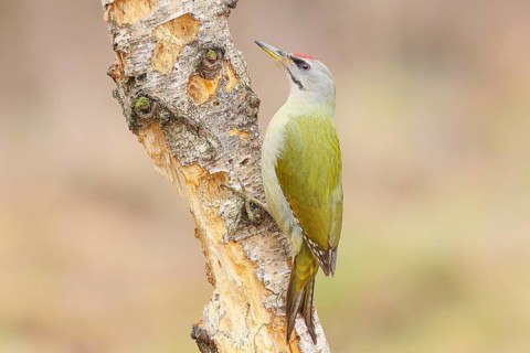 Grey-headed woodpecker (Picus canus), or lesser spotted woodpecker, male at a rotten birch,