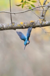 A stunning kingfisher captured in mid-dive, showcasing its vibrant blue feathers against a subtle,