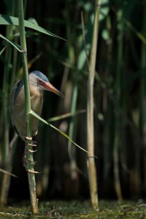 Little Bittern (Ixobrychus minutus) foraging, Bulgaria