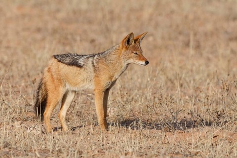 Black-backed jackal (Lupulella mesomelas), standing in the dry grass, alert, Kalahari desert,