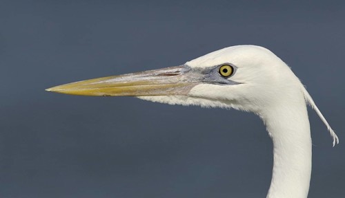 Great Egret (Ardea alba), Florida, USA