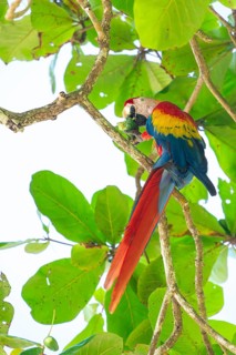 A vibrant Scarlet Macaw perched on a branch in a lush wild almond tree, peeling and eating a fruit.