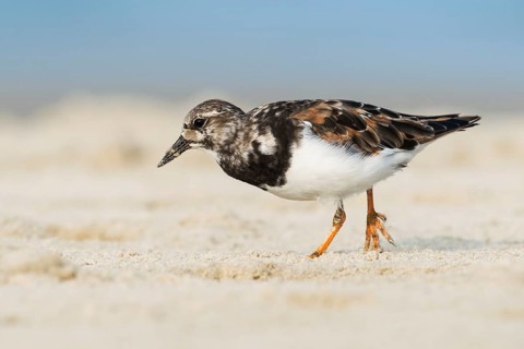 Ruddy Turnstone (Arenaria interpres), Ma'agan Michael, Israel