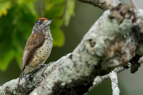 White-bellied Piculet (Picumnus spilogaster) perched on a branch in the rainforest of Guyana
