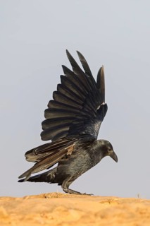 Bristle-billed Raven, (Corus rphidurus), Fan-billed Raven, passerine bird, raven family, Jabal
