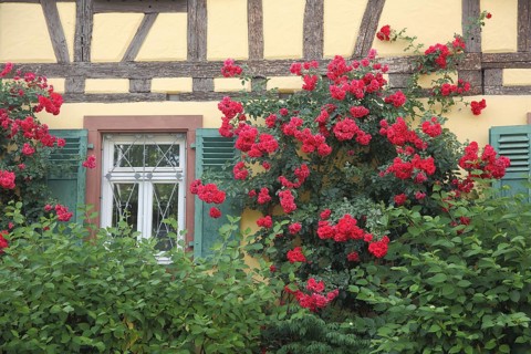 Rose bush with red roses at the Alter Posthof half-timbered house, idyll, windows, green shutters,
