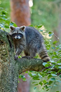 Raccoon (Procyon lotor), climbing curiously on a tree trunk in the forest, Hesse, Germany