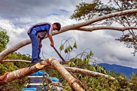 A man works with a saw on a felled tree trunk in front of a mountain backdrop, blocked Yungas