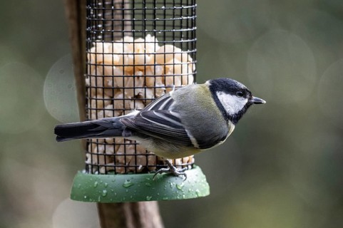 Great tit (Parus major) at the feeder, Emsland, Lower Saxony, Germany