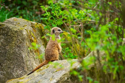 Meerkat (Suricata suricatta) standing on a rock looking around, curious, Germany