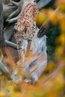 One Eurasian lynx, (Lynx lynx), walking down a fallen tree. Frontal view with fall foliage around