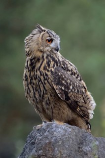Eurasian Eagle-Owl (Bubo bubo) juvenile perched on a stone, North Rhine-Westphalia, Germany