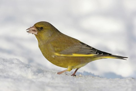 European Greenfinch (Chloris chloris), Rhineland-Palatinate, Germany