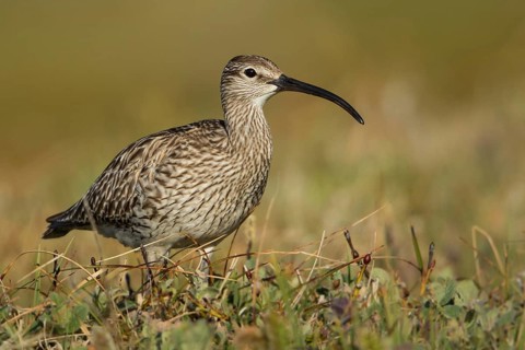 Whimbrel (Numenius phaeopus), Iceland