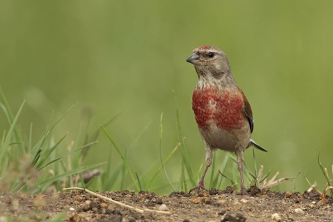 Common Linnet (Linaria cannabina) male, Bulgaria