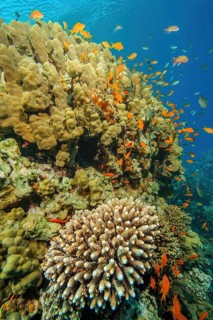 Above large colony of pore coral (Pocillopora eydouxi) in large coral block of stony corals hard